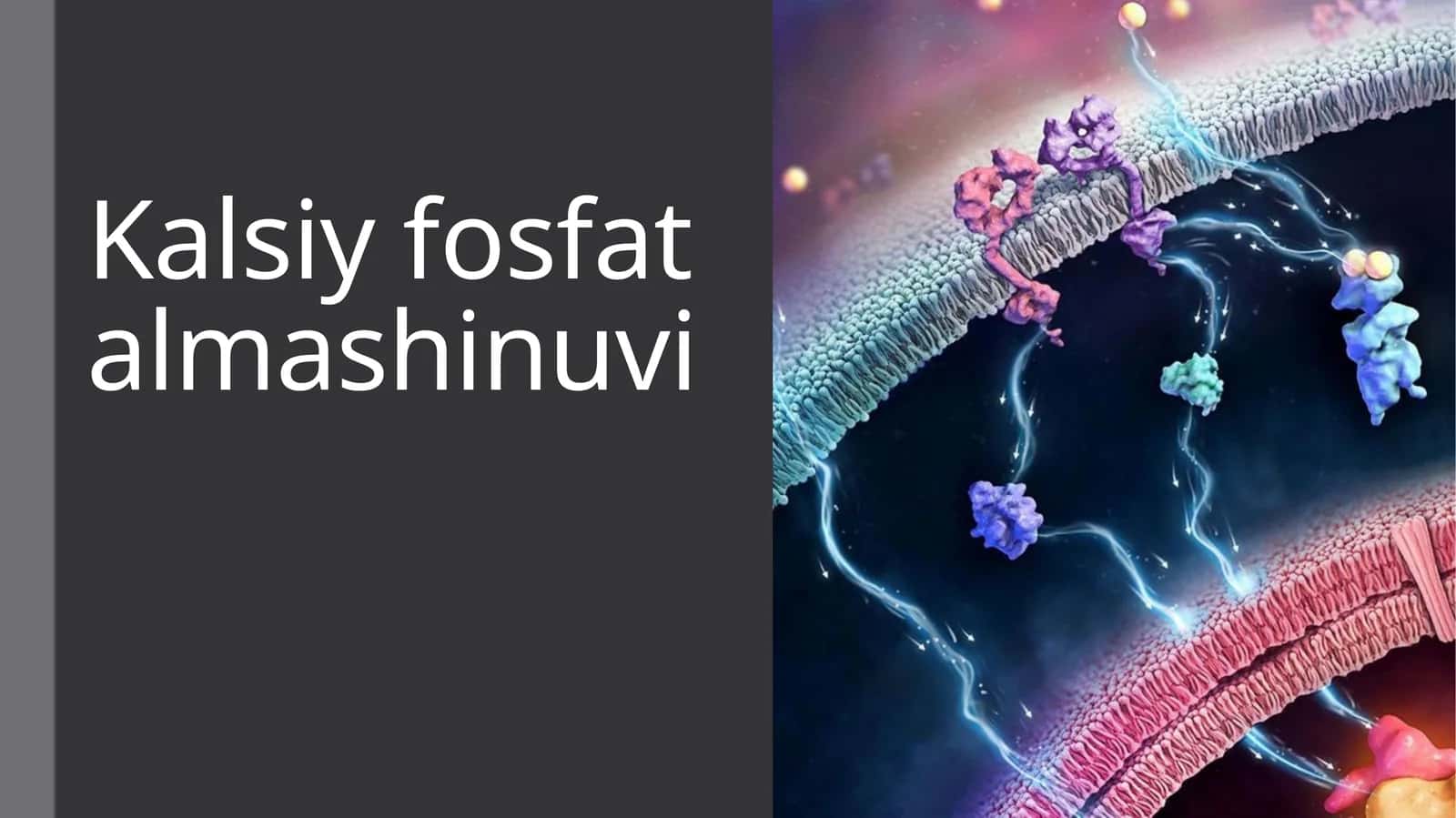 Kalsiy fosfat almashinuvi 1