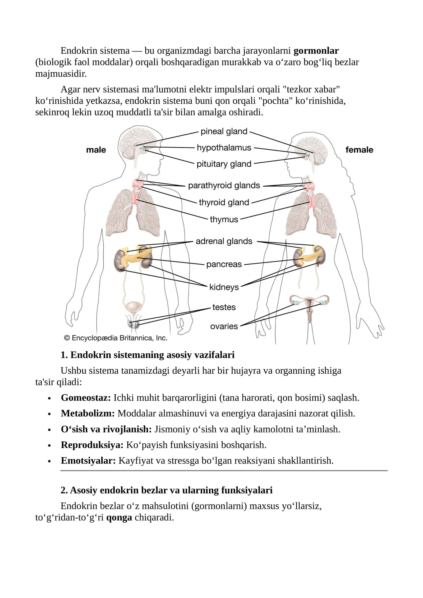 Endokrin sistema 1