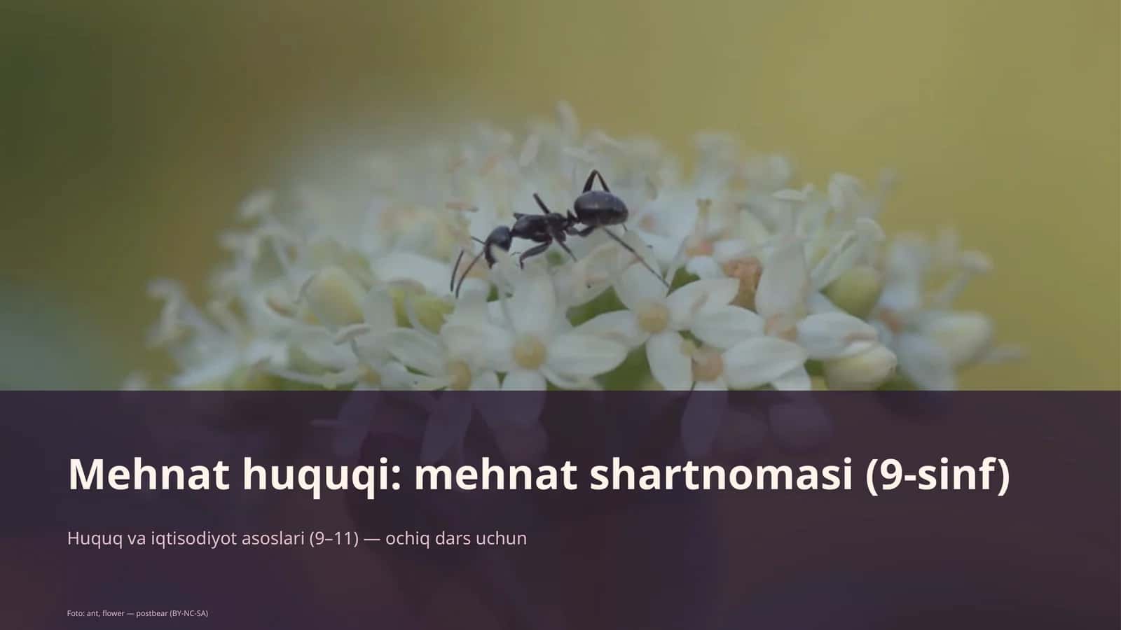 Mehnat huquqi: mehnat shartnomasi (9-sinf) 1