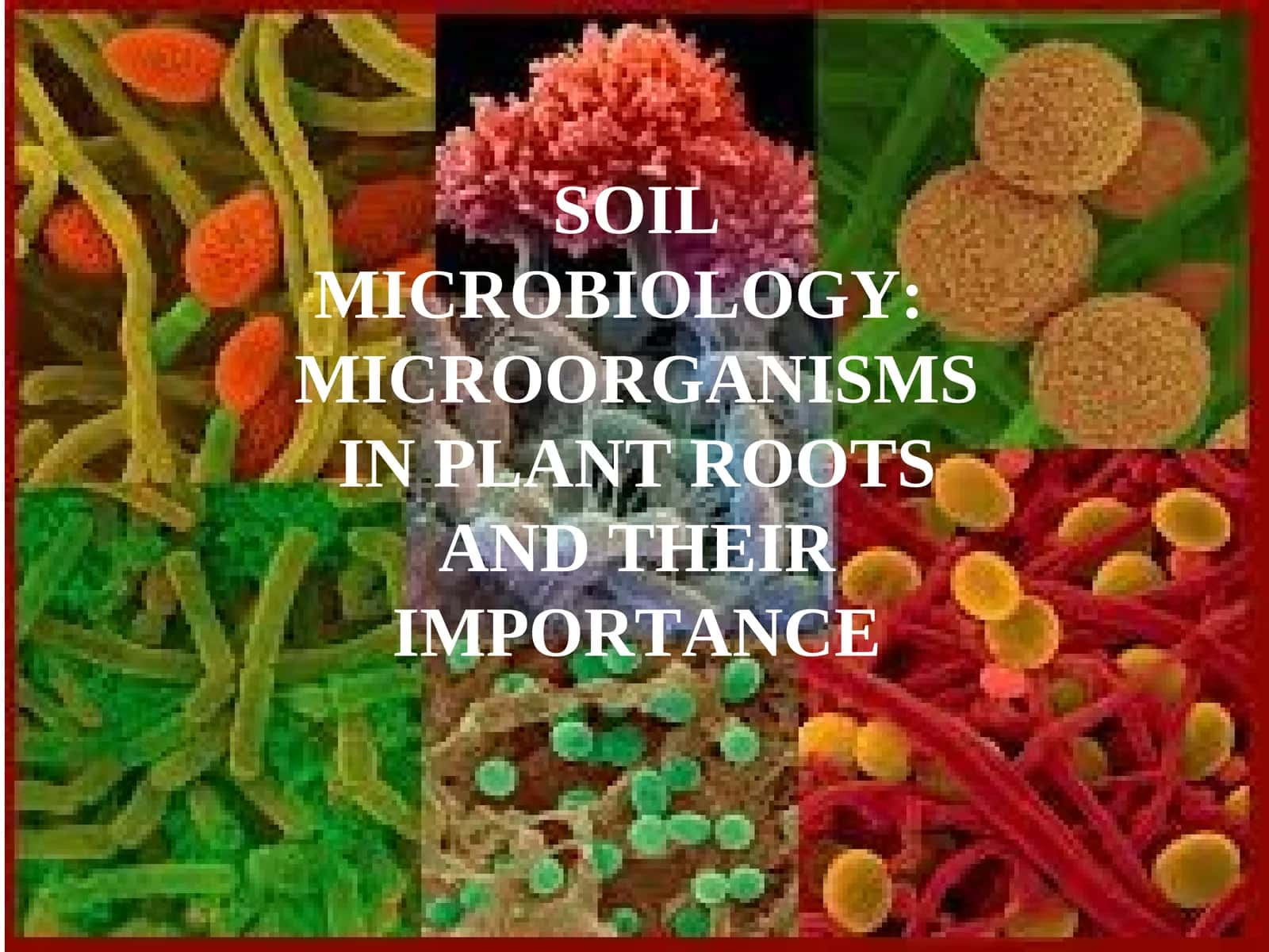SOIL MICROBIOLOGY: MICROORGANISMS IN PLANT ROOTS AND THEIR IMPORTANCE 1