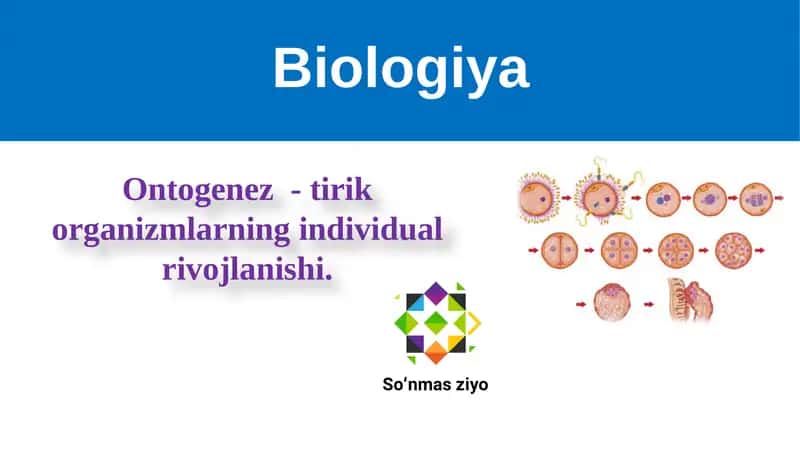 Ontogenez  - tirik organizmlarning individual rivojlanishi. 1