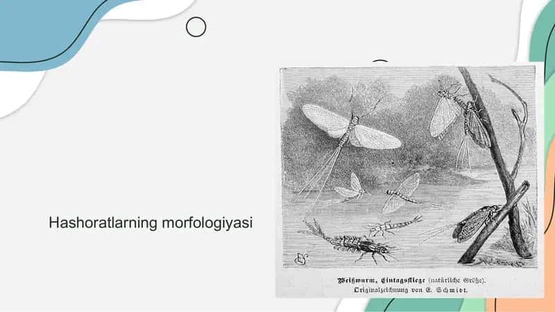 Hashoratlarning morfologiyasi 1