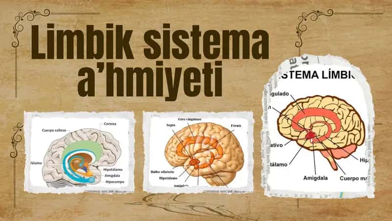 Limbik Sistema 1