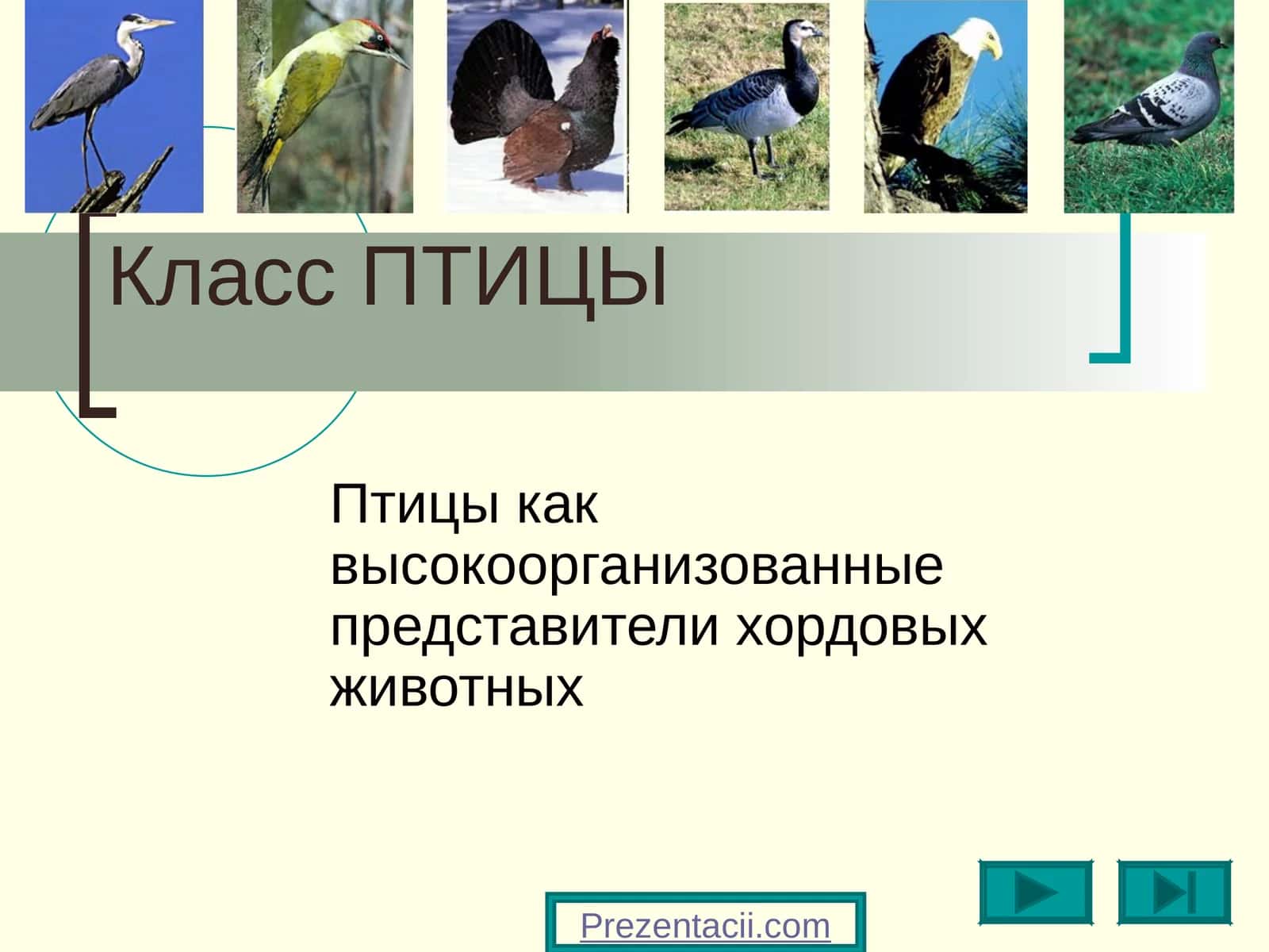 Класс ПТИЦЫ 1