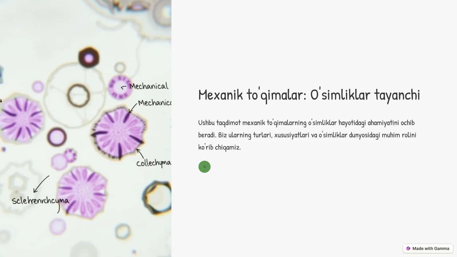 Mexanik to'qimalar: O'simliklar tayanchi 1