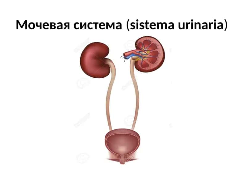 Мочевая система(sistemaurinaria) 1