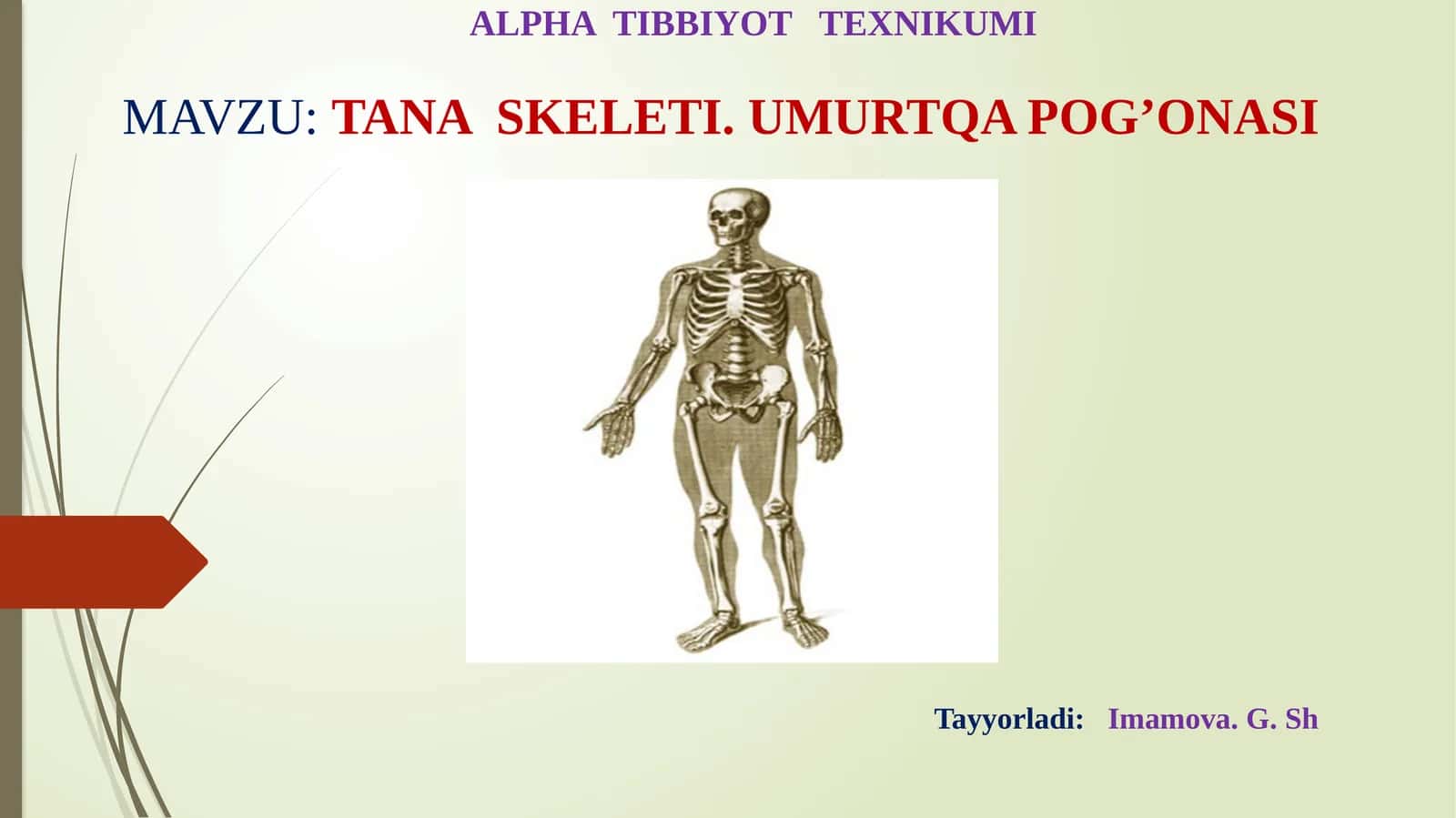 TANA SKELETI. UMURTQA POG’ONASI 1