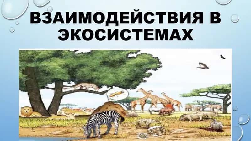 Взаимодействия в экосистемах 1