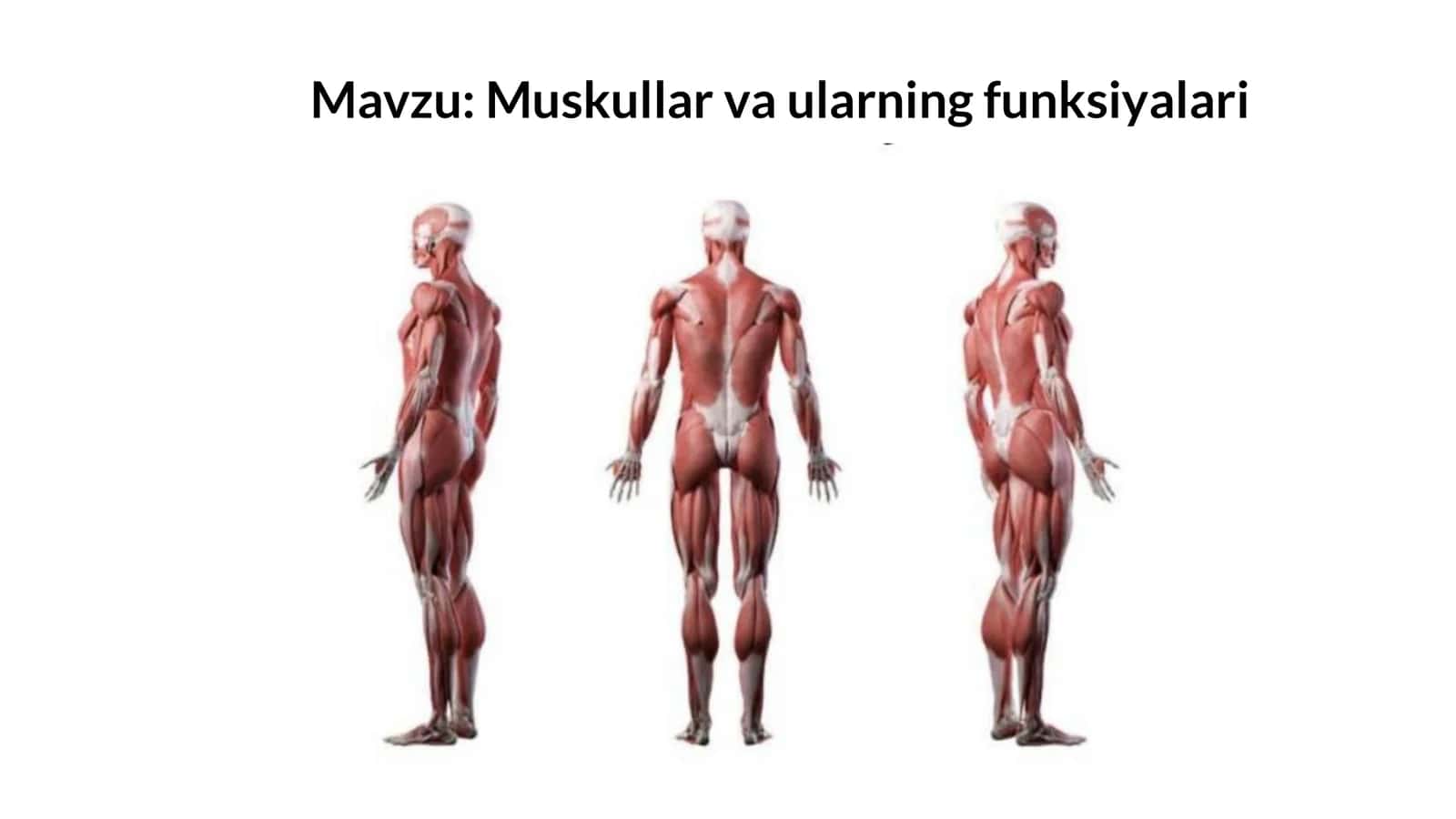 Muskullar va ularning funksiyalari 1