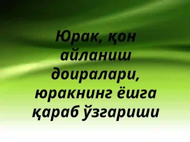 Юрак, қон айланиш доиралари, юракнинг ёшга қараб ўзгариши