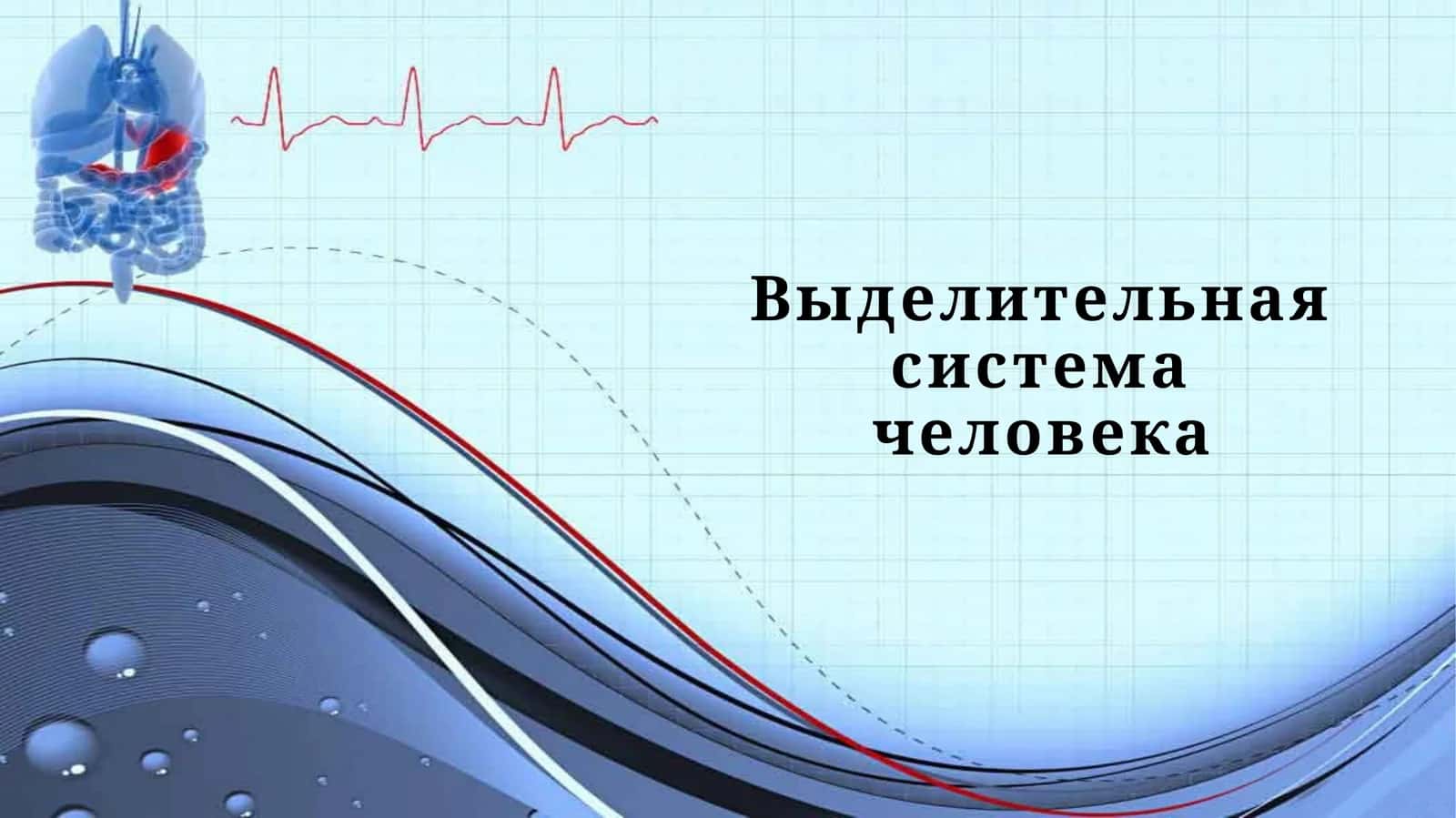 Выделительная система человека 1