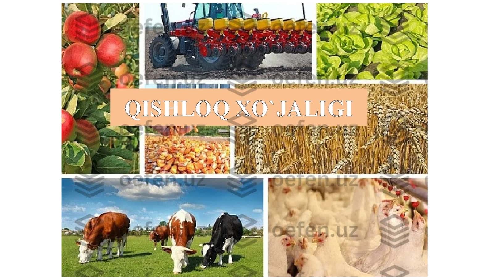 Qishloqxo‘jaligi mahsulotlari 1
