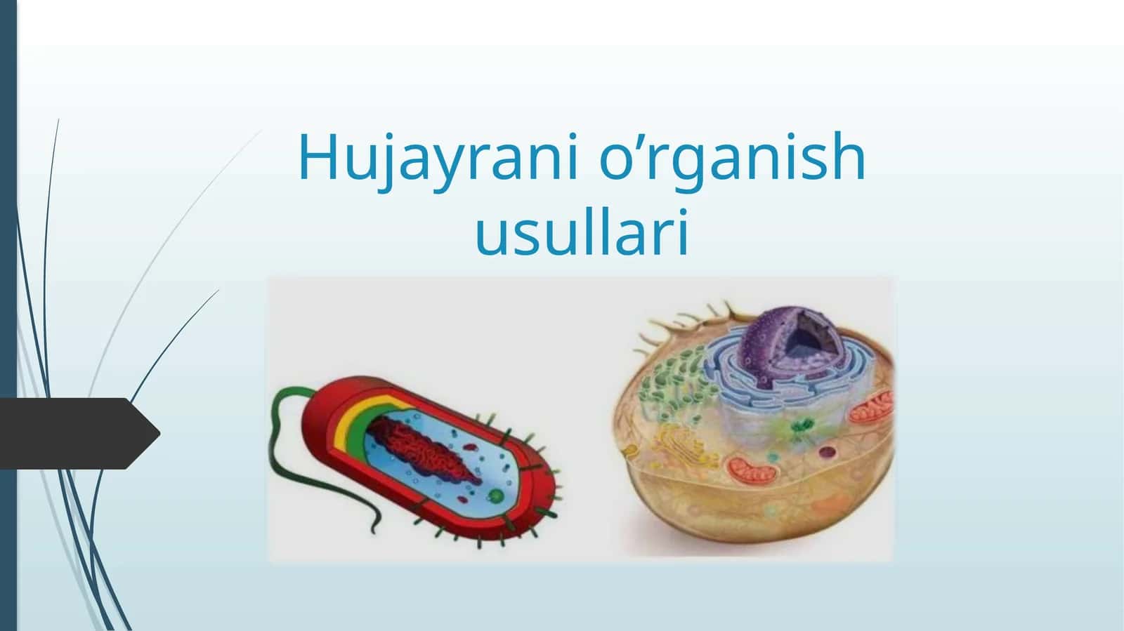 Hujayrani o’rganish usullari 1