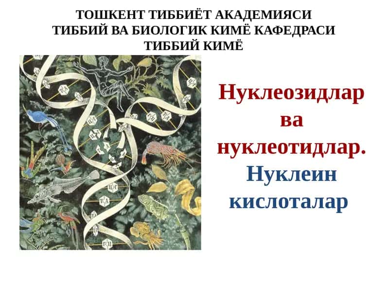 Нуклеозидлар ва нуклеотидлар 1