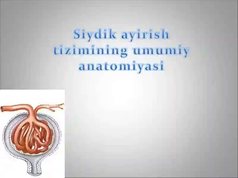 Buyraklar