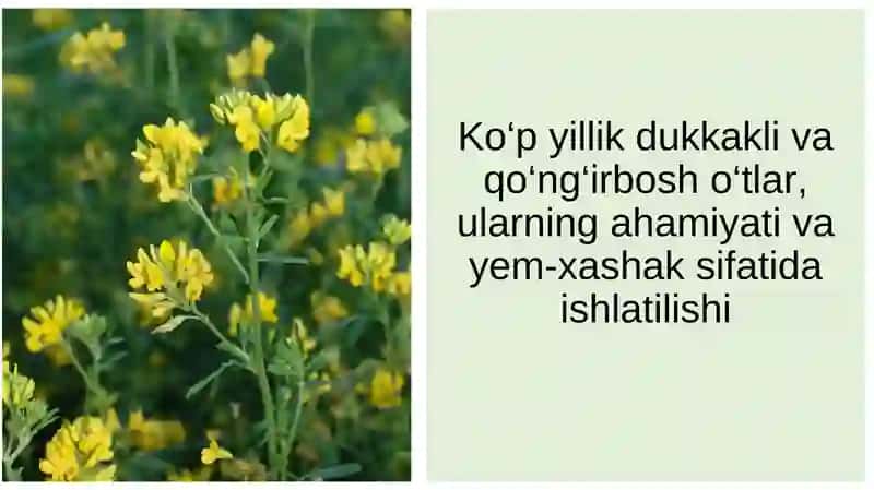 Ko‘p yillik dukkakli va qo‘ng‘irbosh o‘tlar