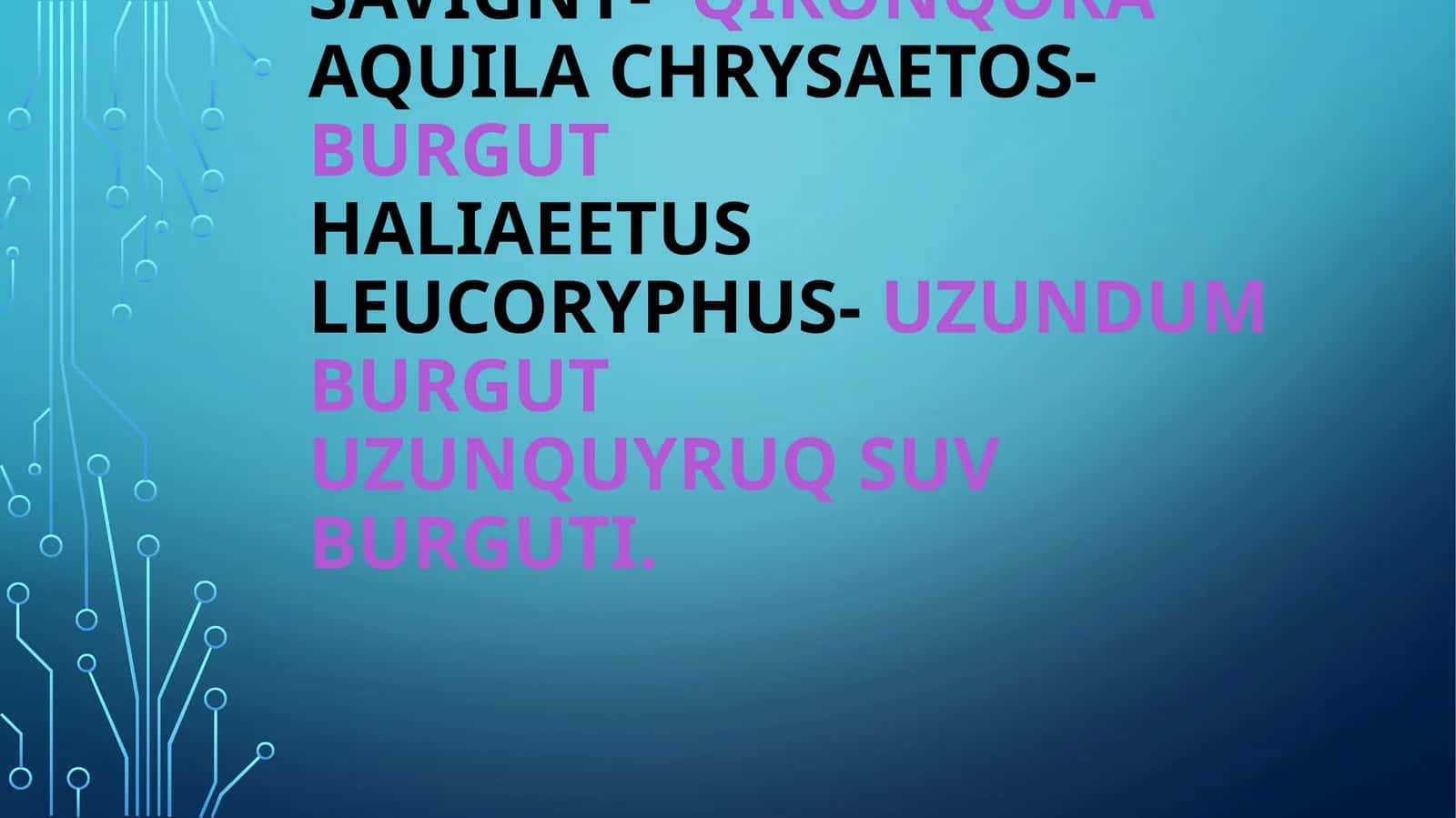 Aquila heliaca savigny-qironqora 1