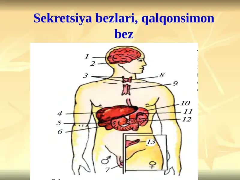 Ichki sekretsiya bezlari 1