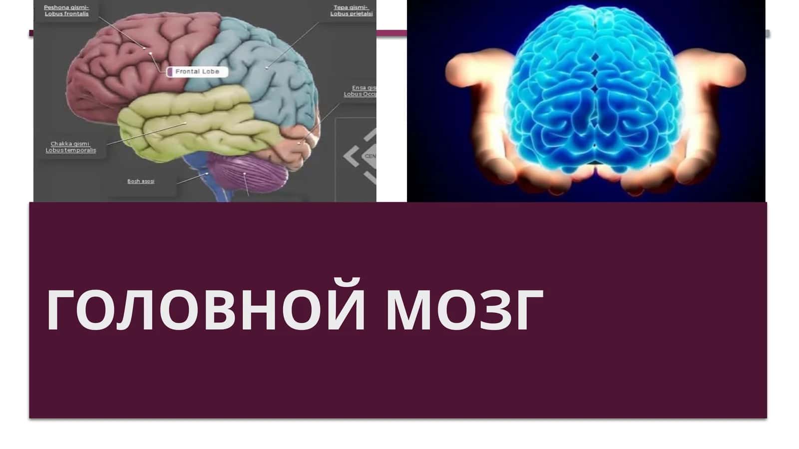 Головной мозг 1