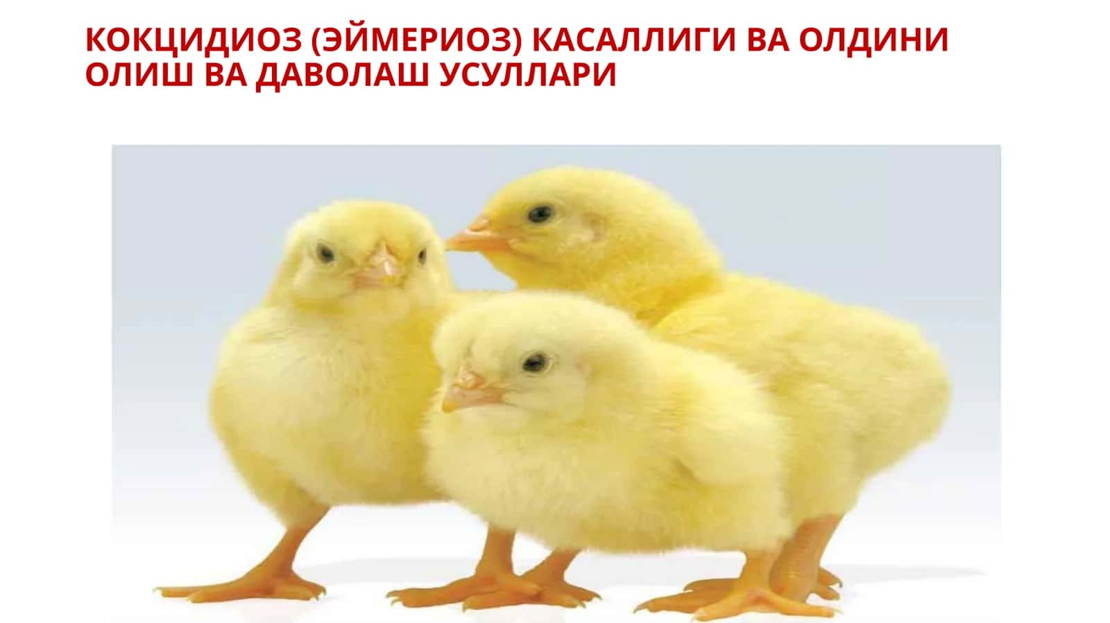 КОКЦИДИОЗ (ЭЙМЕРИОЗ) КАСАЛЛИГИ ВА ОЛДИНИ ОЛИШ ВА ДАВОЛАШ УСУЛЛАРИ 1