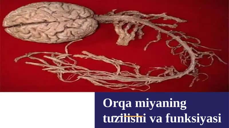 Orqamiya 1
