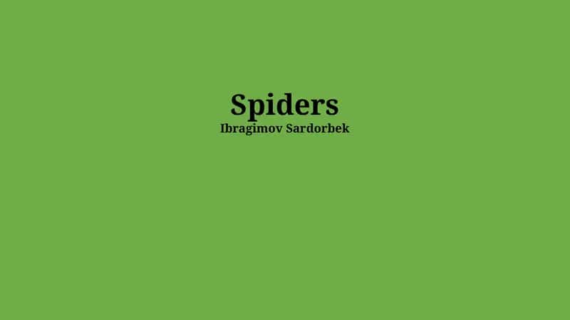 Spiders 1