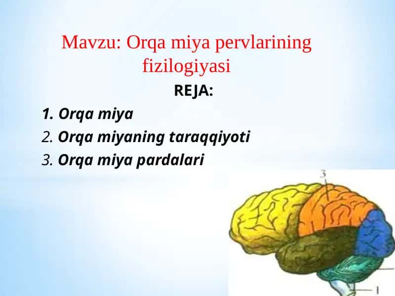 Orqa miya 1