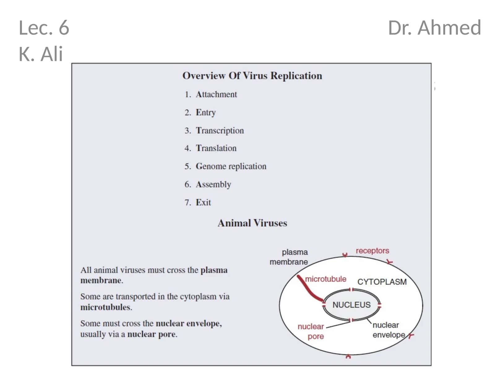 Attachment and entry of viruses into cells 1