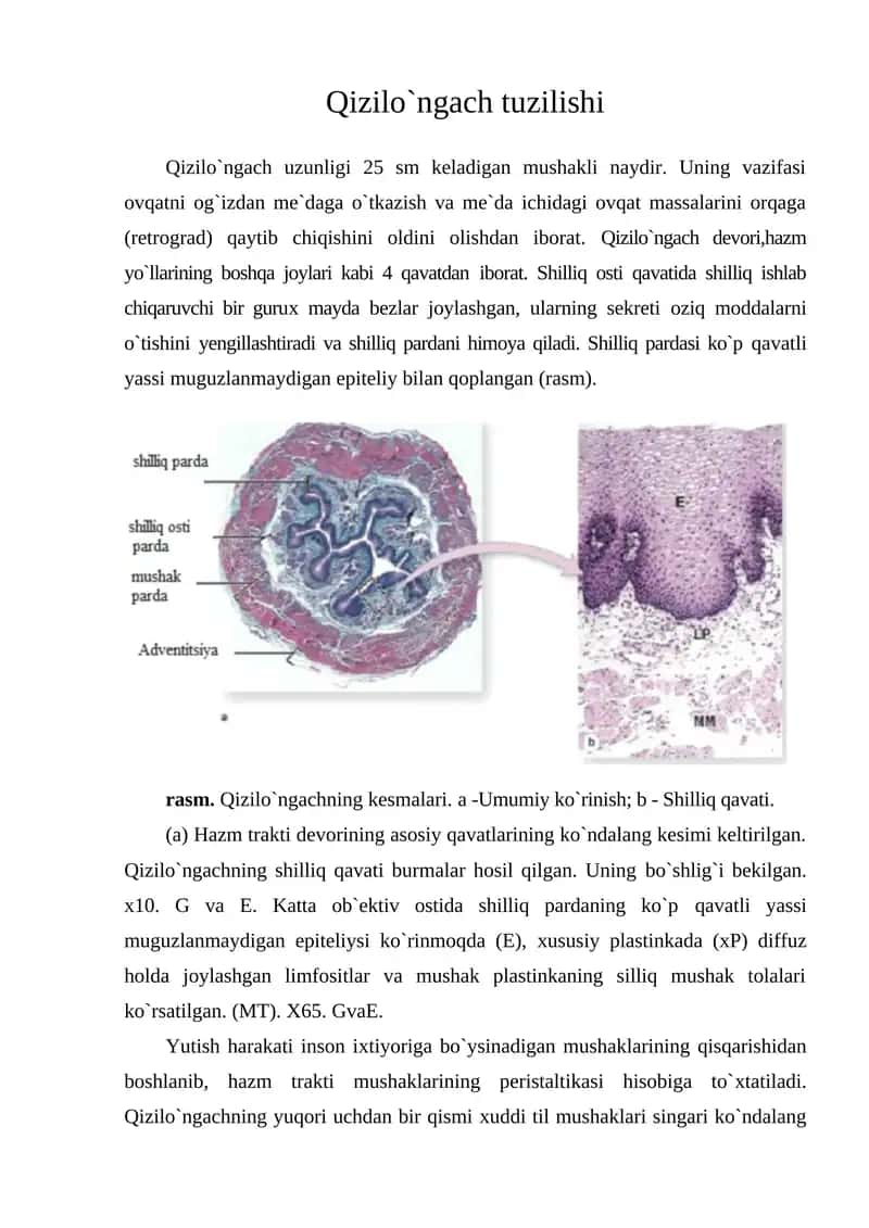 Qizilo`ngach tuzilishi 1