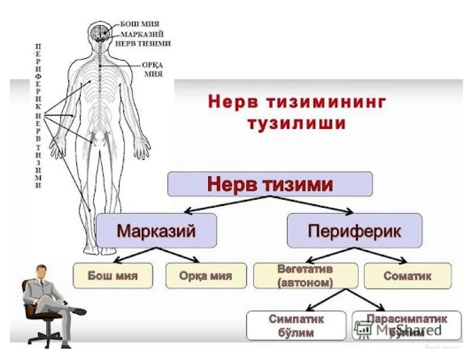 Markaziy asab tizimini tuzilishi 1