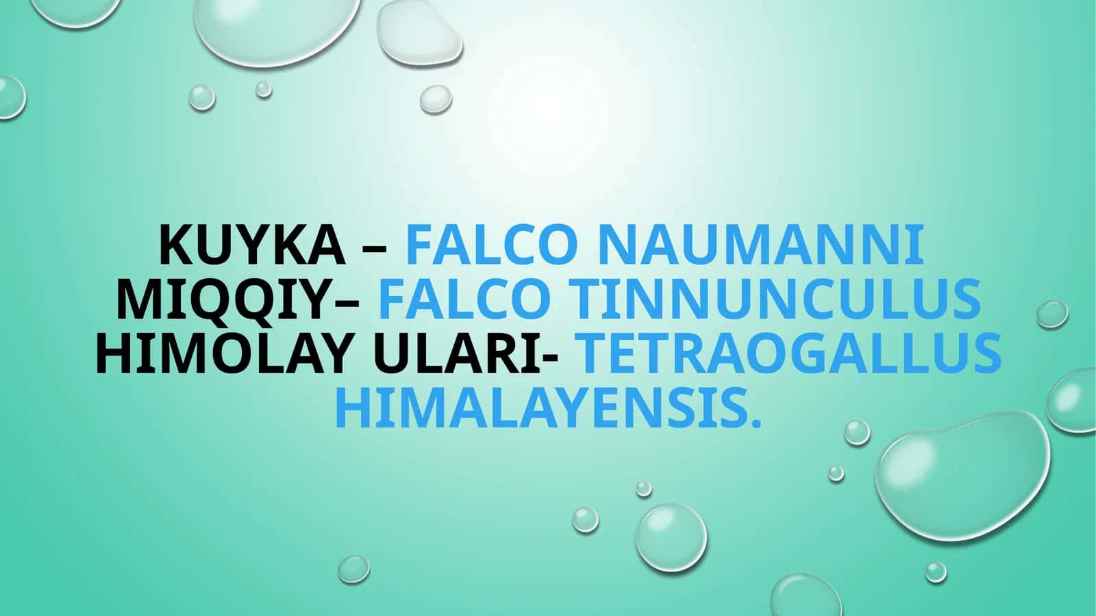 Kuyka –Falco naumanni 1