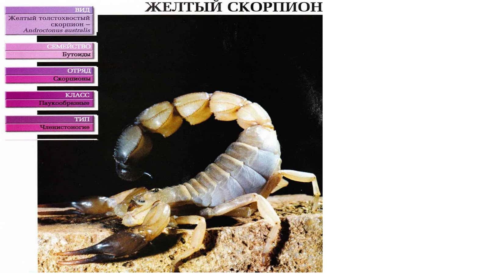 скорпион 1
