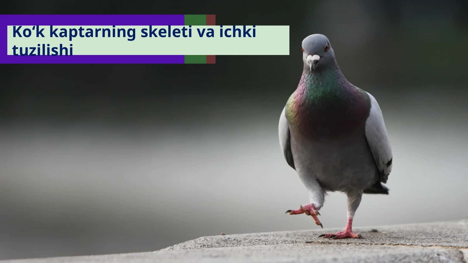 Ko‘kkaptarning skeleti va ichki tuzilishi 1