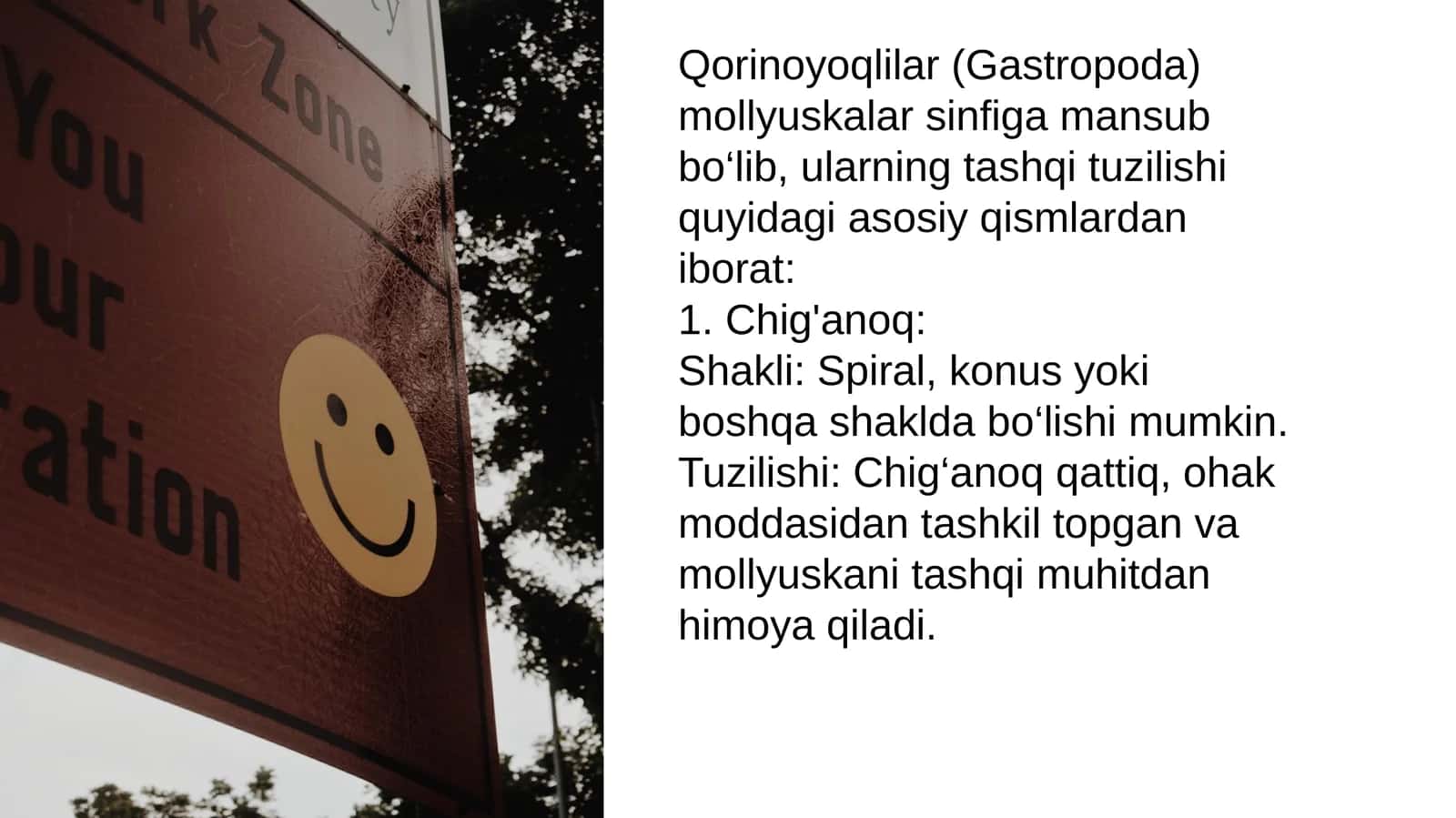 Qorinoyoqlilar (Gastropoda) 1
