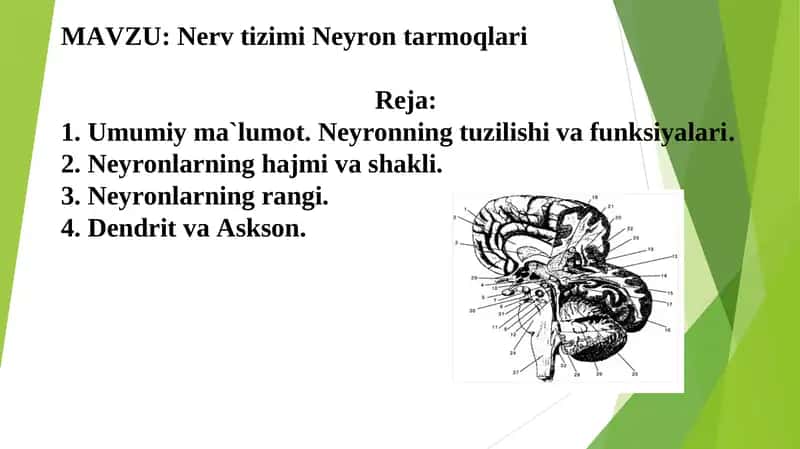 Nerv tizimi Neyron tarmoqlari 1