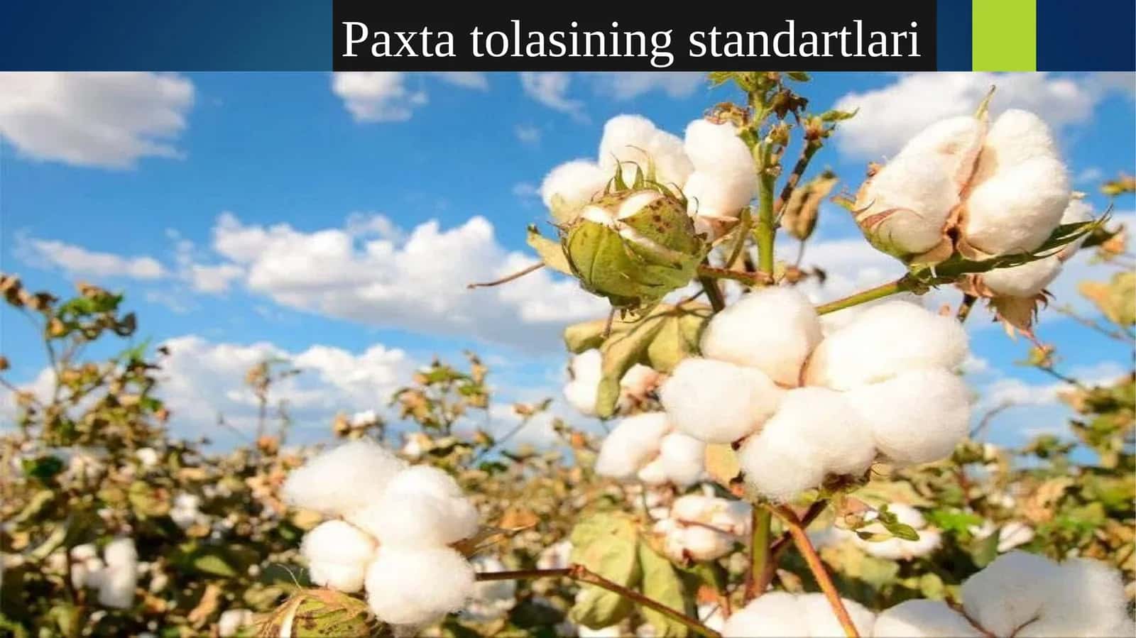 Paxta to'lasi standartlari 1