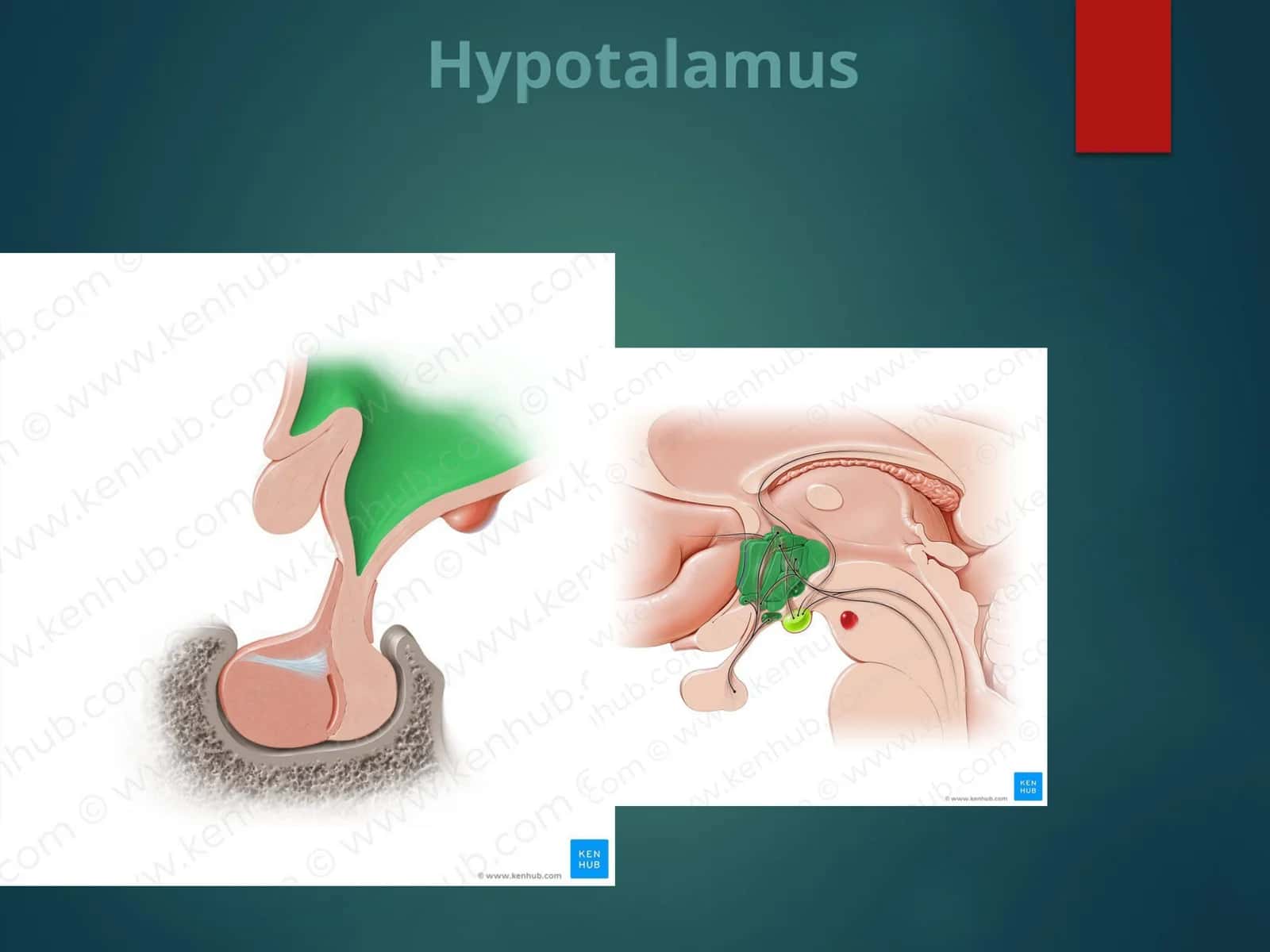 Hypothalamus 1