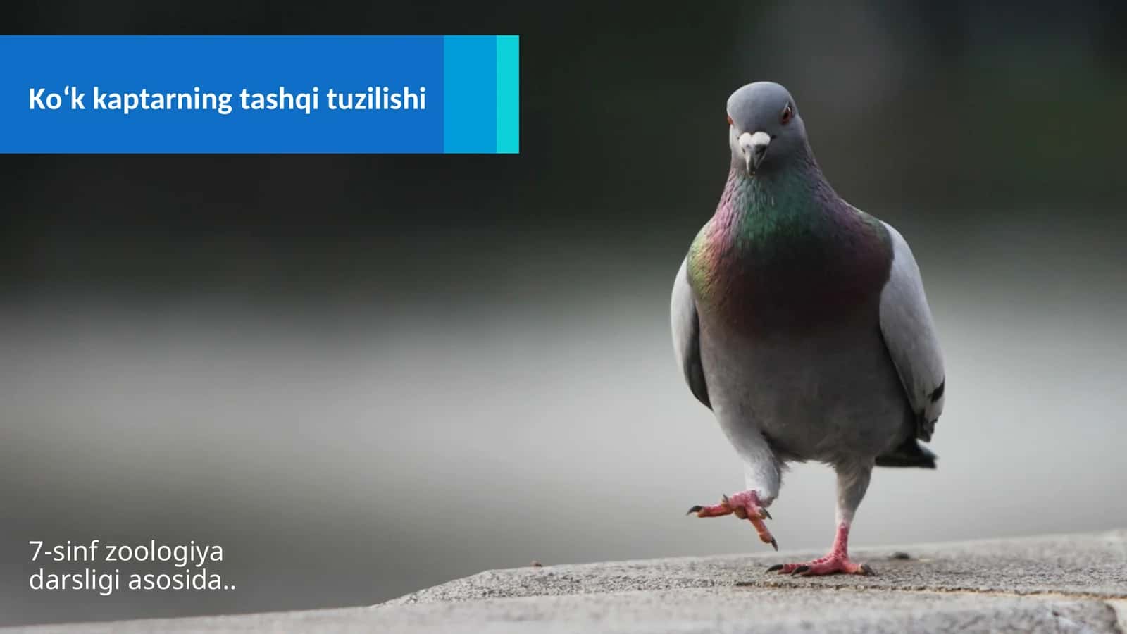 Ko‘kkaptarning tashqituzilishi 1