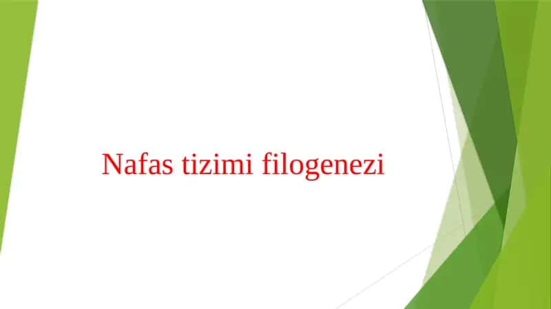 Nafas tizimi filogenezi 1