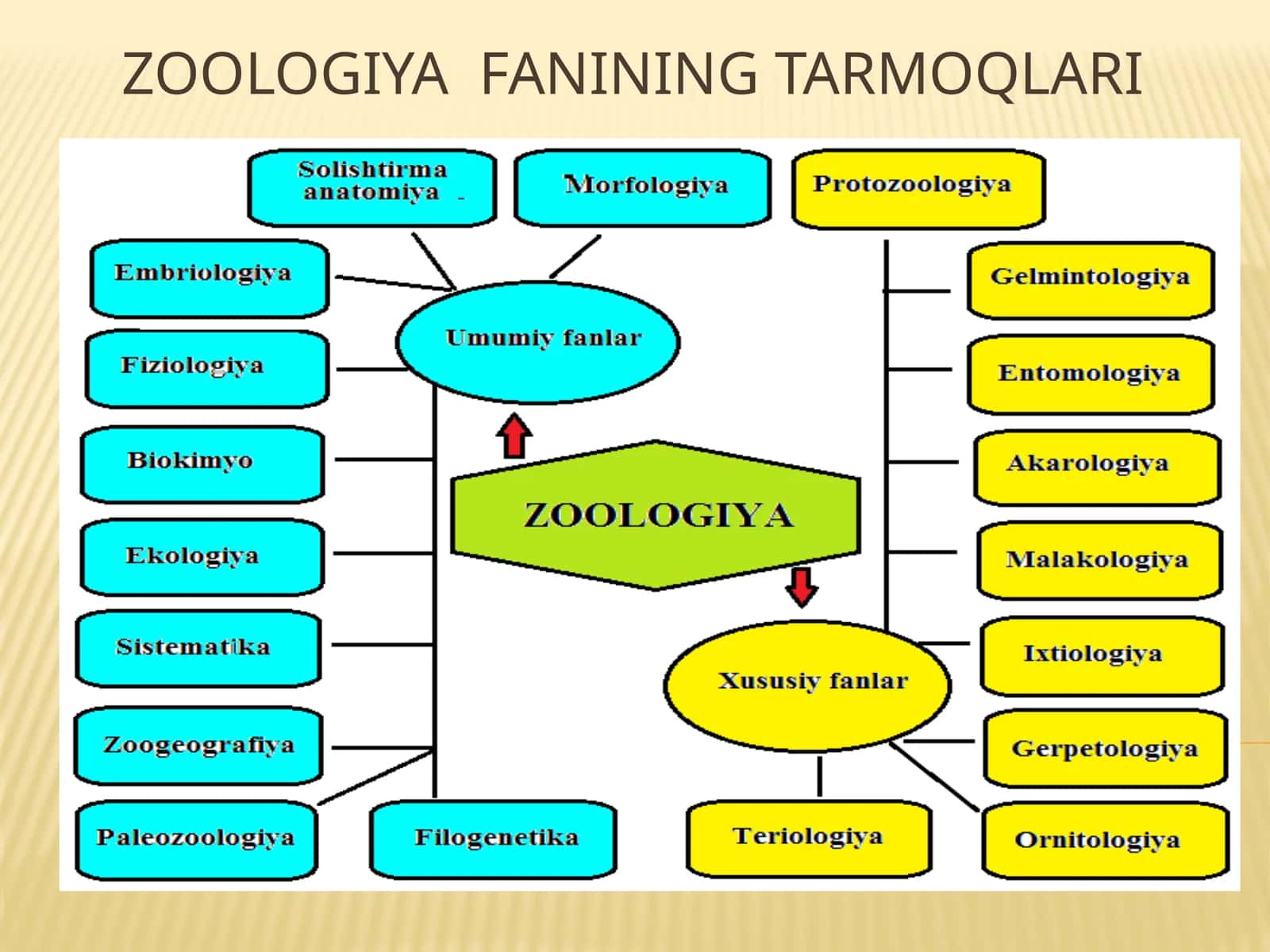 Zoologiyafanining tarmoqlari 1