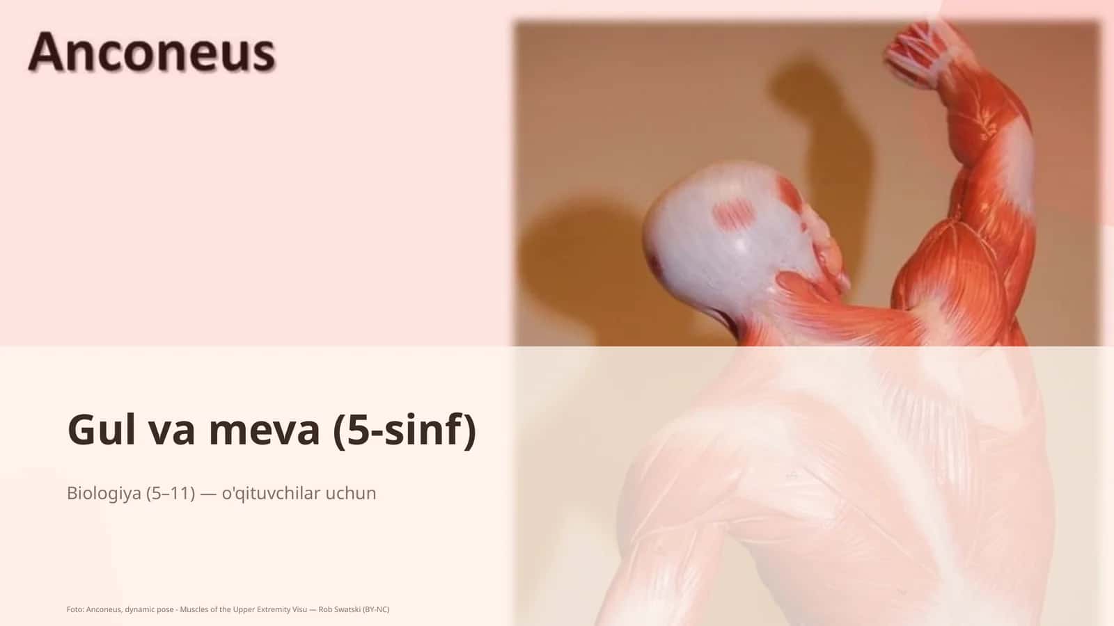 Gul va meva (5-sinf) 1