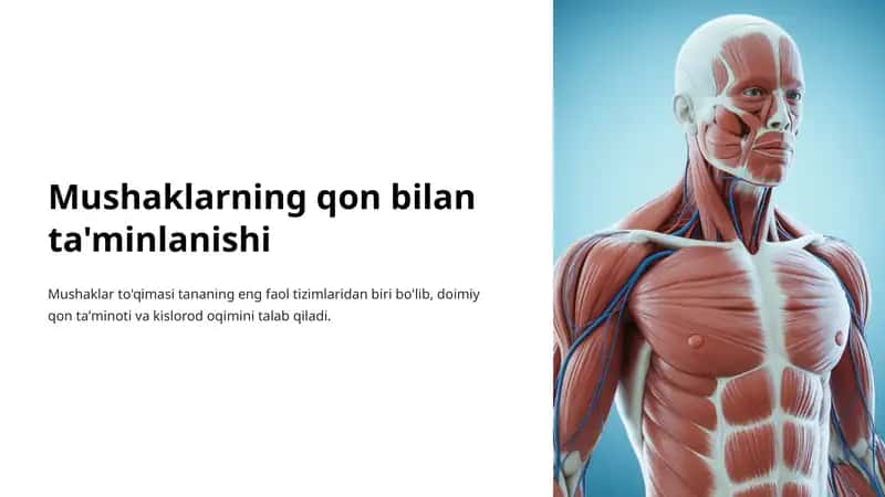 Mushaklarning qon bilan ta'minlanishi 1