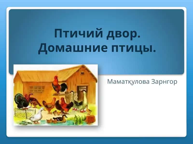 Домашняя утка 1