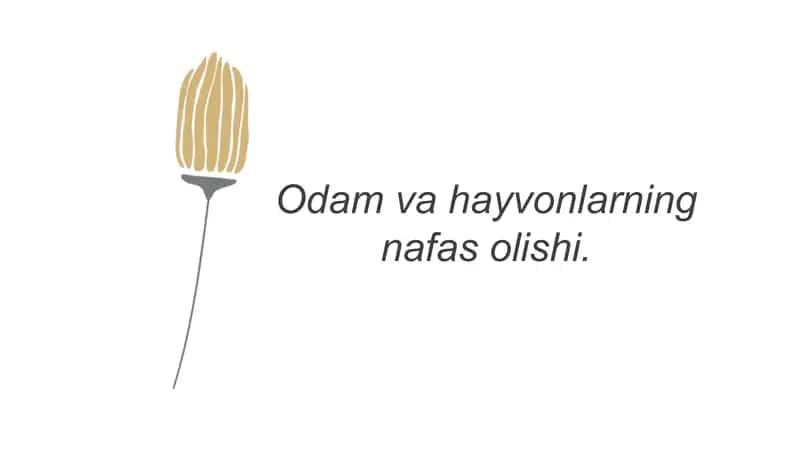 Nafas olish tizimi 1