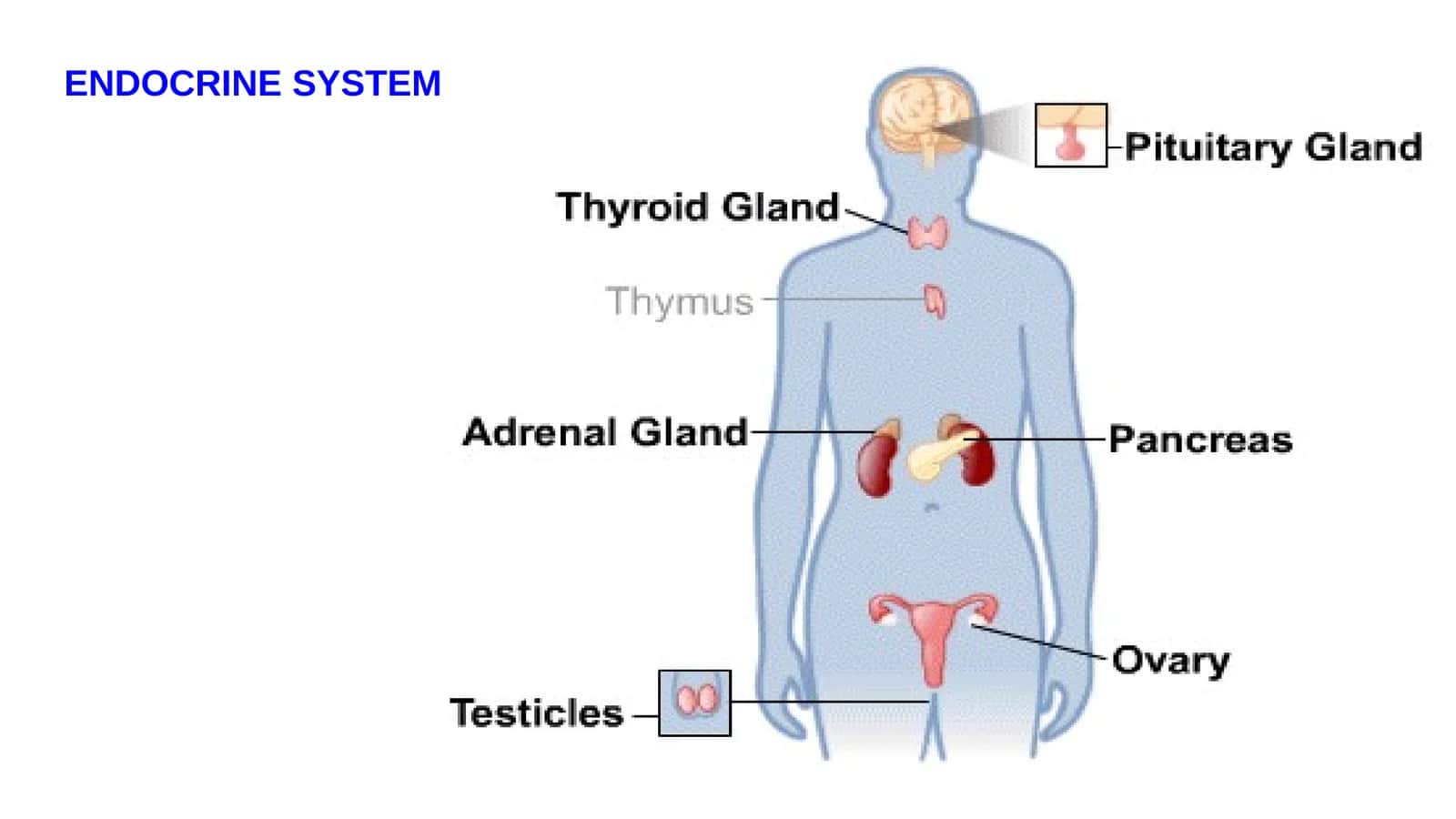 Endokrin tizim 1