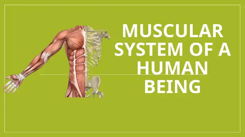 Muscular System of a Human Being 1