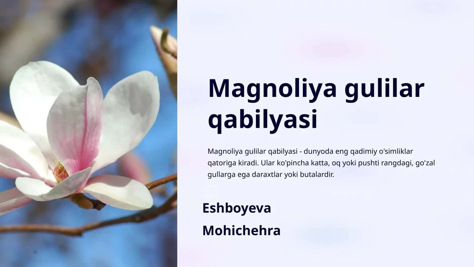 Magnoliya gulilar qabilyasi 1