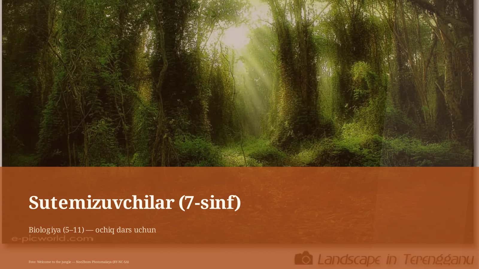 Sutemizuvchilar (7-sinf) 1
