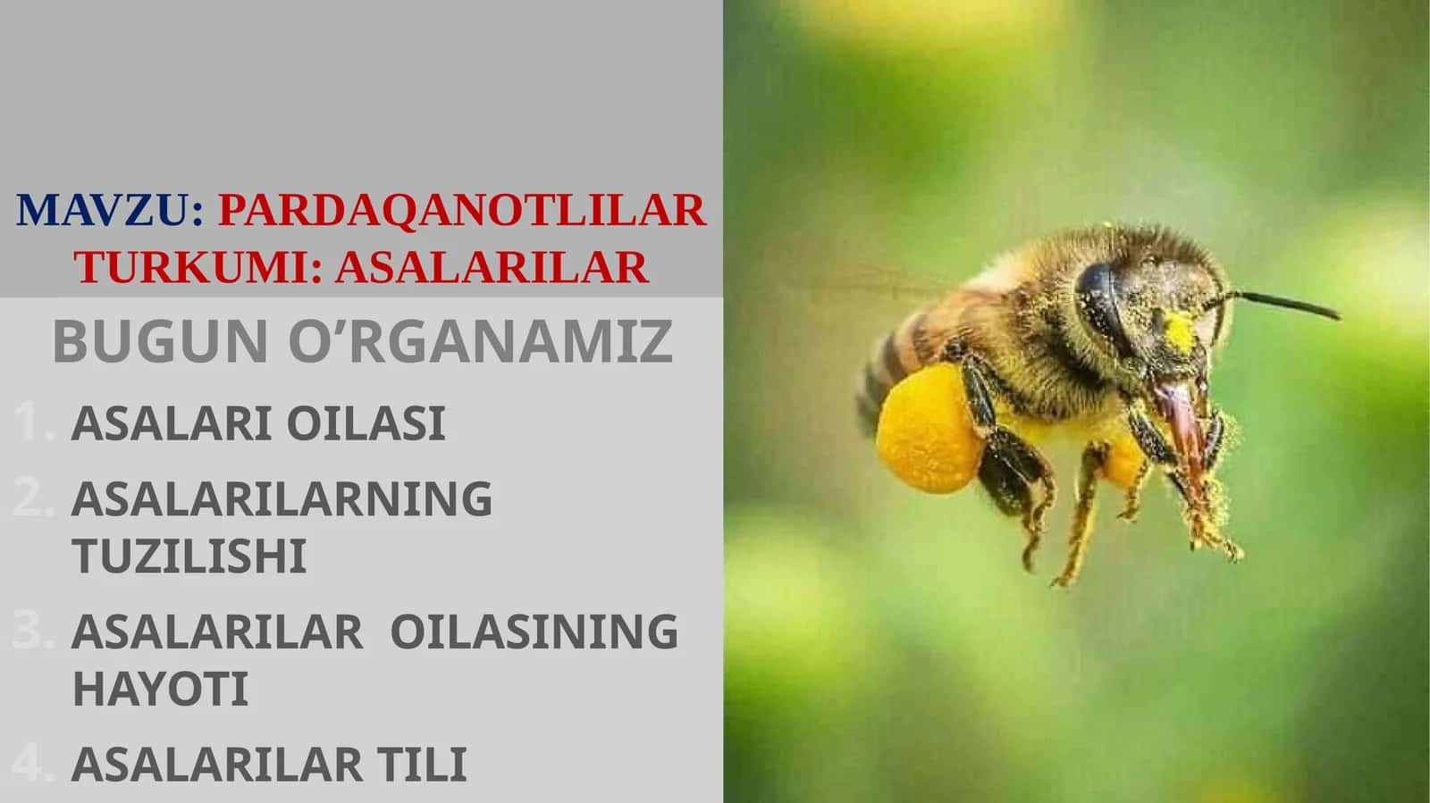 ASALARILAR OILASI 1