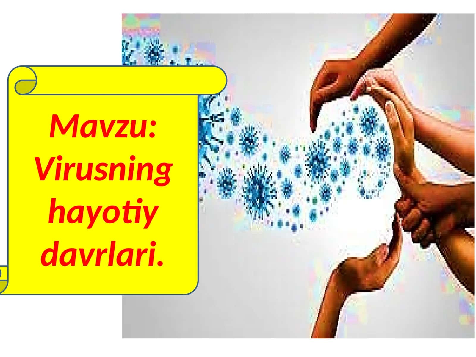 Viruslar hayotiy davrlari 1